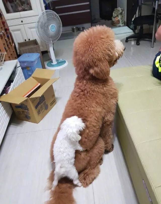 主人準備上廁所，結果打開門，看到這一幕笑到都忘記要上廁所了....