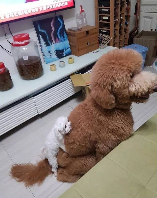 主人準備上廁所，結果打開門，看到這一幕笑到都忘記要上廁所了....