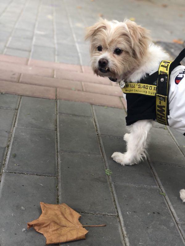 害怕狗狗受罪，沒忍心讓它做絕育手術，導致它出現假孕現象！
