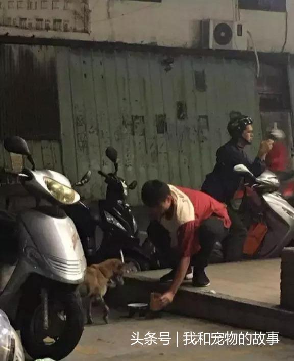 如果流浪貓狗靠近你，不是因為天冷了，它是在求救
