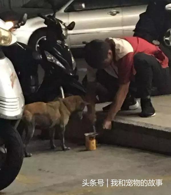 如果流浪貓狗靠近你，不是因為天冷了，它是在求救