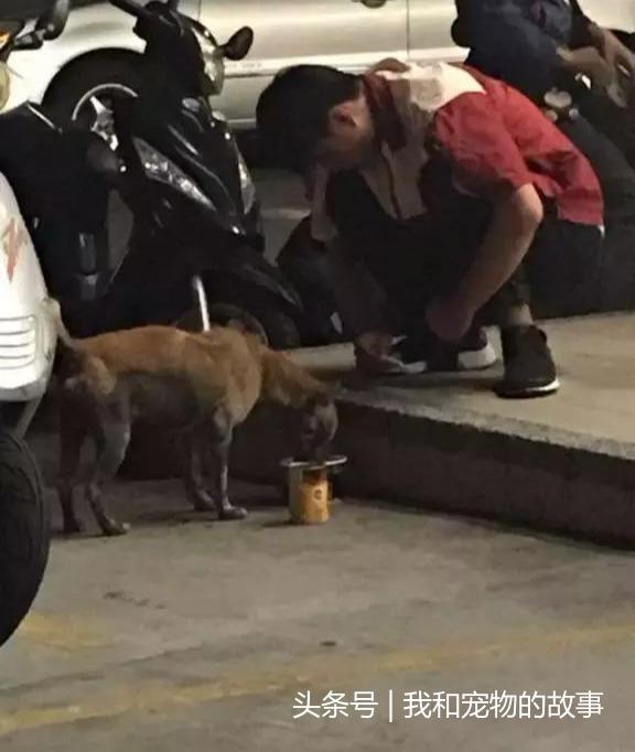 如果流浪貓狗靠近你，不是因為天冷了，它是在求救