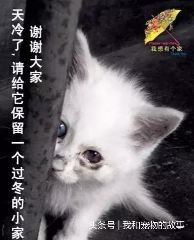 如果流浪貓狗靠近你，不是因為天冷了，它是在求救