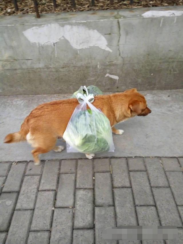 狗狗逛完菜市場，突然原地不走了，主人卻很感動：這是在報恩