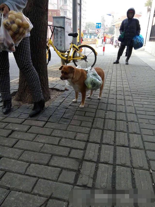 狗狗逛完菜市場，突然原地不走了，主人卻很感動：這是在報恩