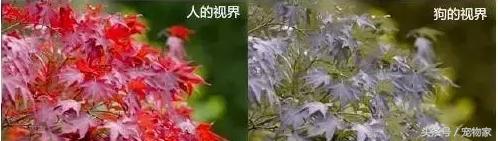 狗狗視力問題大揭秘.