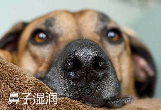 這幾個特徵表明狗狗很健康，如何照顧老年狗，讓它多活幾年