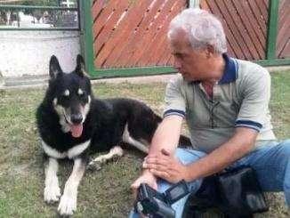 主人去世愛犬隨之消失11年後真相大白：我願一生孤獨只為愛你如初