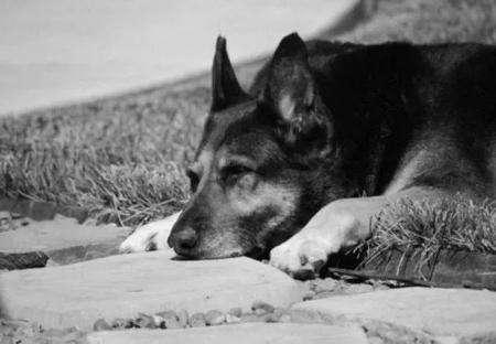 主人去世愛犬隨之消失11年後真相大白：我願一生孤獨只為愛你如初