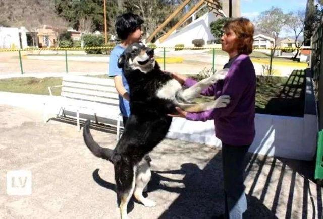 主人去世愛犬隨之消失11年後真相大白：我願一生孤獨只為愛你如初