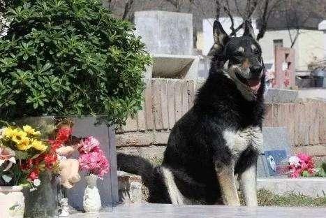主人去世愛犬隨之消失11年後真相大白：我願一生孤獨只為愛你如初