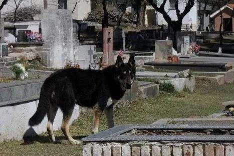 主人去世愛犬隨之消失11年後真相大白：我願一生孤獨只為愛你如初