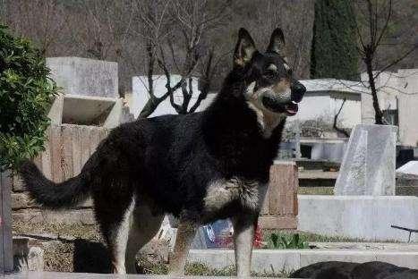 主人去世愛犬隨之消失11年後真相大白：我願一生孤獨只為愛你如初