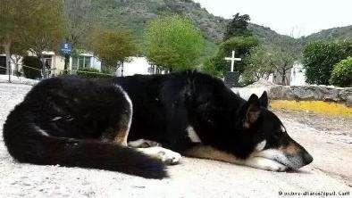 主人去世愛犬隨之消失11年後真相大白：我願一生孤獨只為愛你如初