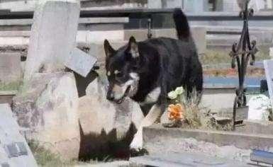 主人去世愛犬隨之消失11年後真相大白：我願一生孤獨只為愛你如初