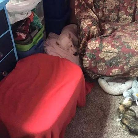 被虐待不相信人類的它半夜偷睡到新主人身邊狗狗：「謝謝你愛我」