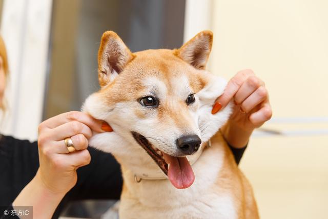 柴犬帶著男主人一起看美女，氣壞女主人：你倆是當我不存在嗎？