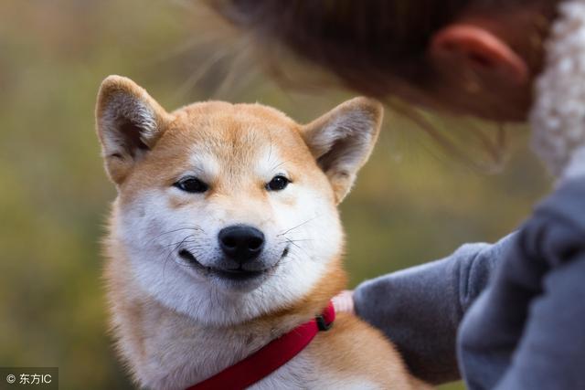 柴犬帶著男主人一起看美女，氣壞女主人：你倆是當我不存在嗎？