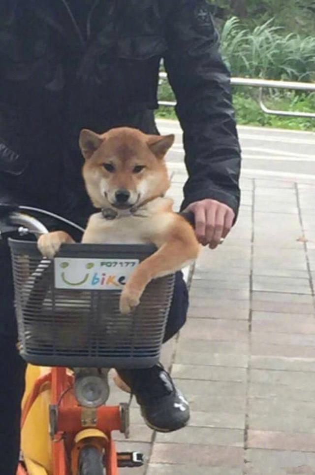 柴犬帶著男主人一起看美女，氣壞女主人：你倆是當我不存在嗎？
