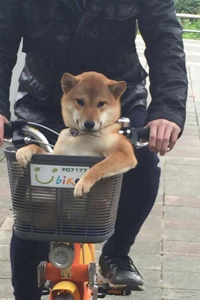 柴犬帶著男主人一起看美女，氣壞女主人：你倆是當我不存在嗎？