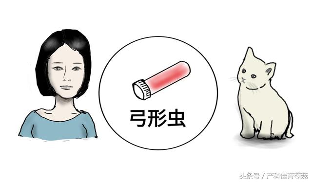 弓形蟲，不可不防也不必過防