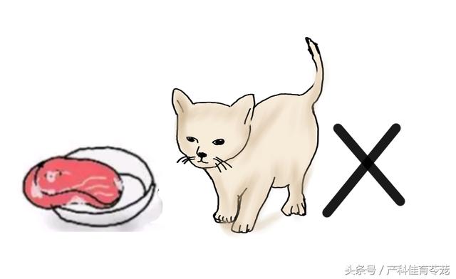 弓形蟲，不可不防也不必過防