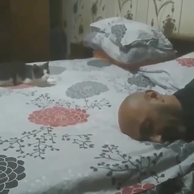 唉新髮型不錯喔～小P喵「狂玩爸光頭」　一轉身立刻裝沒事：怎麼了嗎？