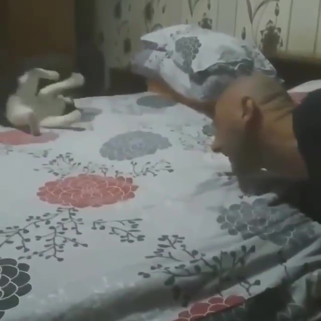 唉新髮型不錯喔～小P喵「狂玩爸光頭」　一轉身立刻裝沒事：怎麼了嗎？