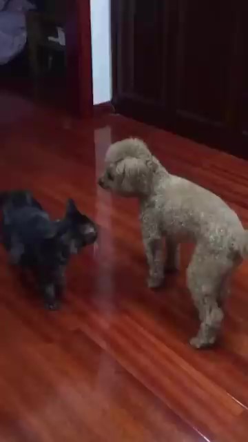  忍你很久惹！汪喵開打「貴賓秒KO喵皇」　轉一圈重摔網看呆：主子面子往哪擺...