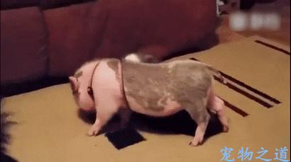  忍你很久惹！汪喵開打「貴賓秒KO喵皇」　轉一圈重摔網看呆：主子面子往哪擺...