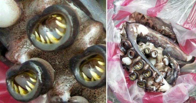  忍你很久惹！汪喵開打「貴賓秒KO喵皇」　轉一圈重摔網看呆：主子面子往哪擺...