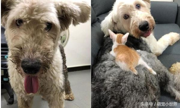 曾因食量大被棄的失聰牧羊犬，低鳴頻回頭看著第3任主人離去