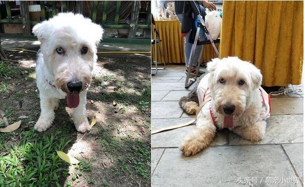 曾因食量大被棄的失聰牧羊犬，低鳴頻回頭看著第3任主人離去