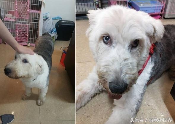 曾因食量大被棄的失聰牧羊犬，低鳴頻回頭看著第3任主人離去