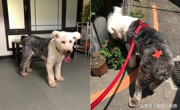 曾因食量大被棄的失聰牧羊犬，低鳴頻回頭看著第3任主人離去