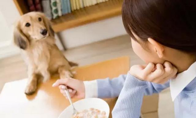 狗狗挑食怎麼辦？教你如何改善狗狗挑食問題