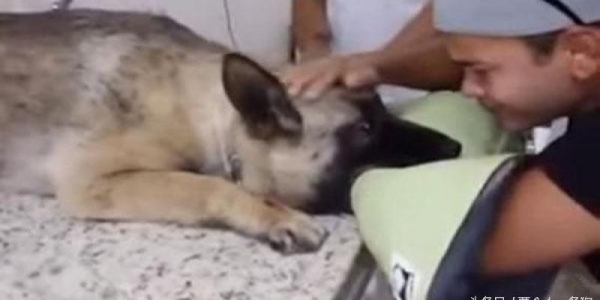 主人在愛犬安樂死時全程陪伴，看著狗狗慢慢閉上眼睛…他最後的撫摸讓大家都掉淚了...