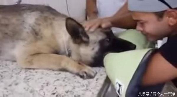 主人在愛犬安樂死時全程陪伴，看著狗狗慢慢閉上眼睛…他最後的撫摸讓大家都掉淚了...