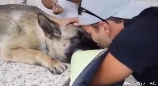 主人在愛犬安樂死時全程陪伴，看著狗狗慢慢閉上眼睛…他最後的撫摸讓大家都掉淚了...
