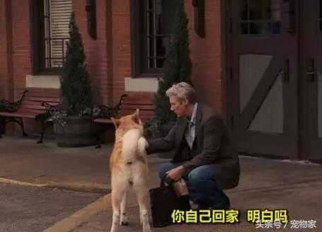 如何讓你的狗狗更健康之遛狗回家後的撫控術