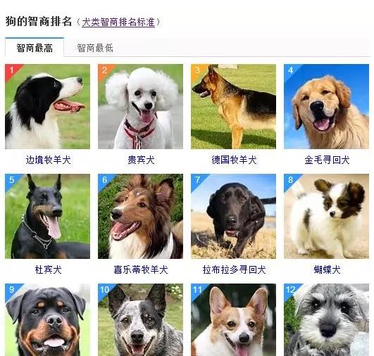 什麼狗聰明？什麼狗笨？教你看懂狗狗的智力排行