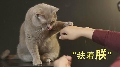 4隻貓咪在午睡，主人走近一看：這還有個貓樣嗎？