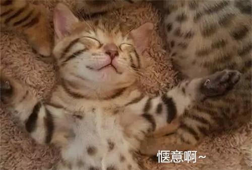 4隻貓咪在午睡，主人走近一看：這還有個貓樣嗎？