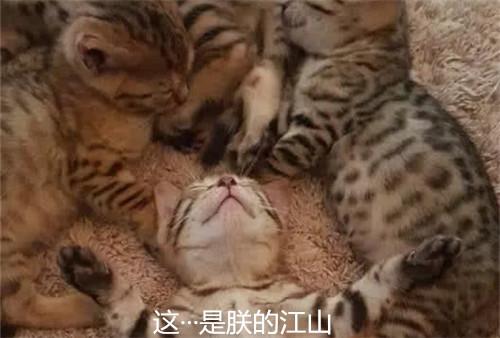 4隻貓咪在午睡，主人走近一看：這還有個貓樣嗎？