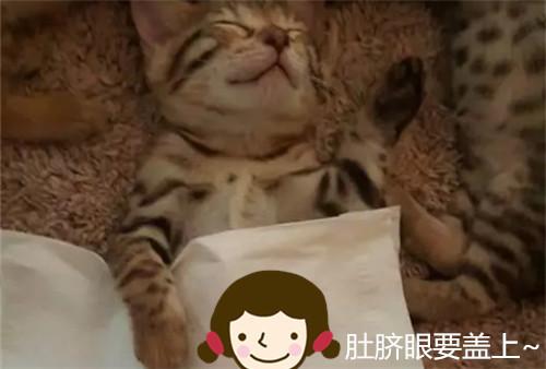 4隻貓咪在午睡，主人走近一看：這還有個貓樣嗎？