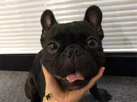 說法斗是烈性犬攻擊力極高，紫竹張先生你還能要點臉不？