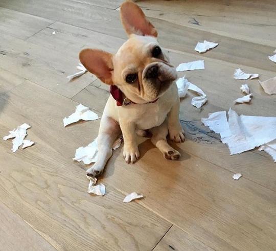 說法斗是烈性犬攻擊力極高，紫竹張先生你還能要點臉不？