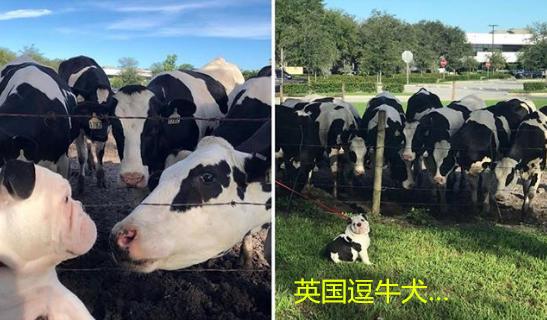 說法斗是烈性犬攻擊力極高，紫竹張先生你還能要點臉不？