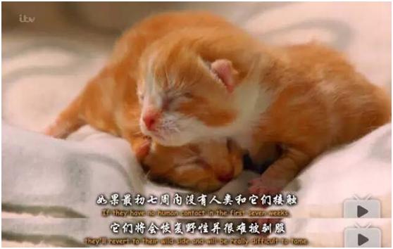貓其實能聽懂你喊它，它只是不想理你……