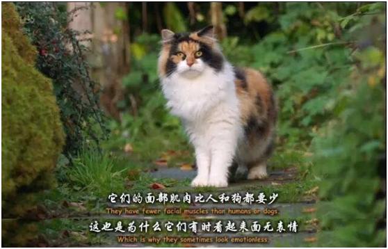 貓其實能聽懂你喊它，它只是不想理你……